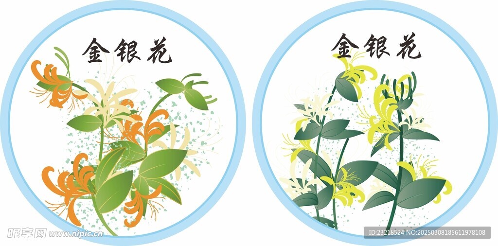 金银花