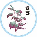紫苏