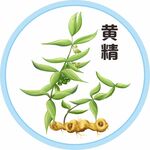 黄精