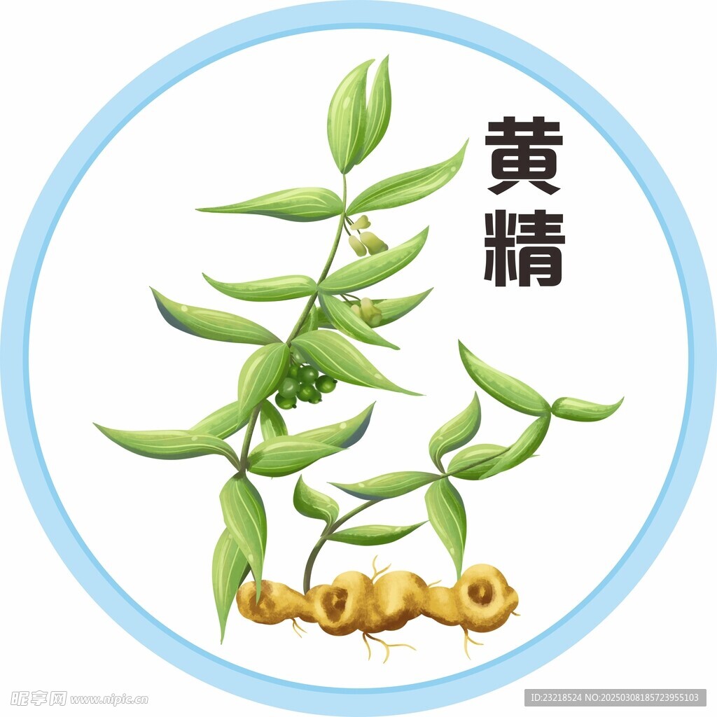 黄精