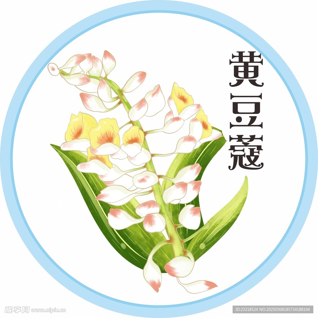 黄豆蔻
