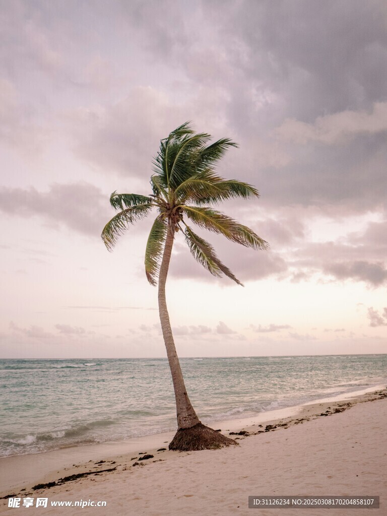 海滩椰子树