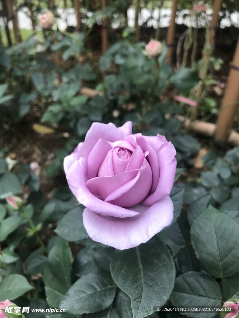 月季