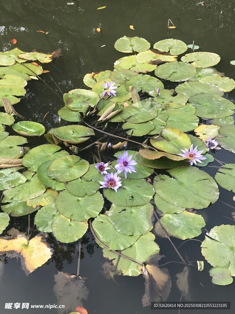 荷花 荷叶