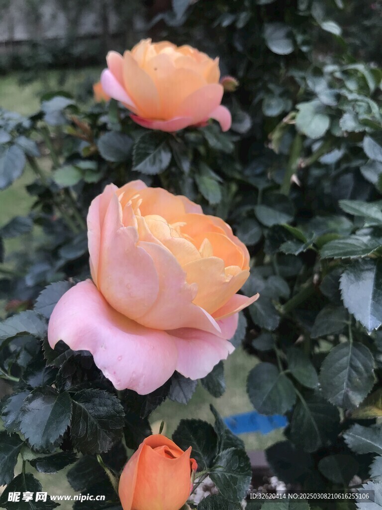月季
