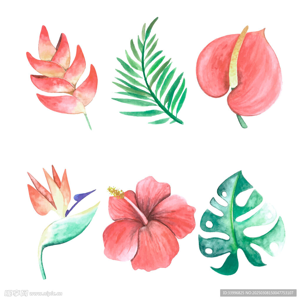 水彩热带花卉