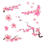 桃花树枝花瓣