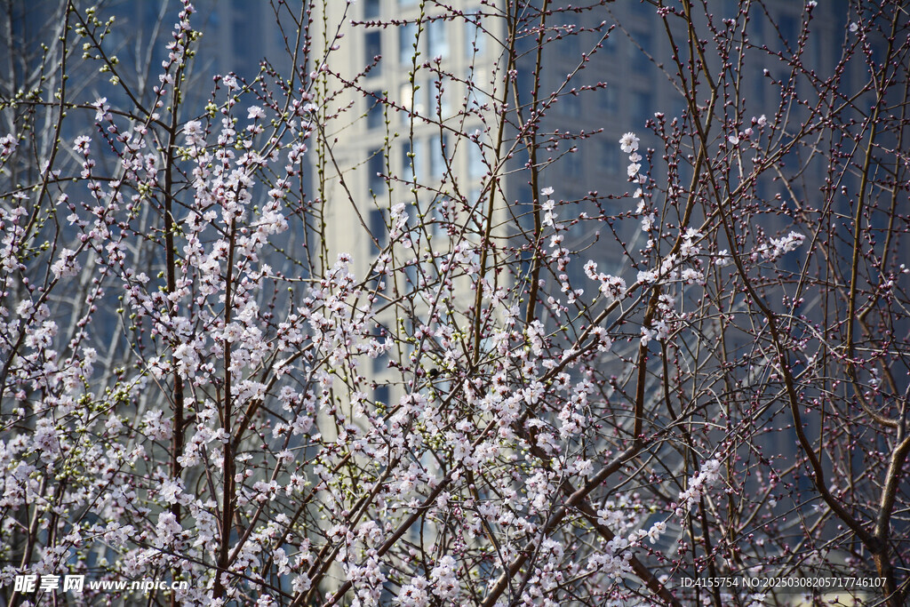 山桃花开