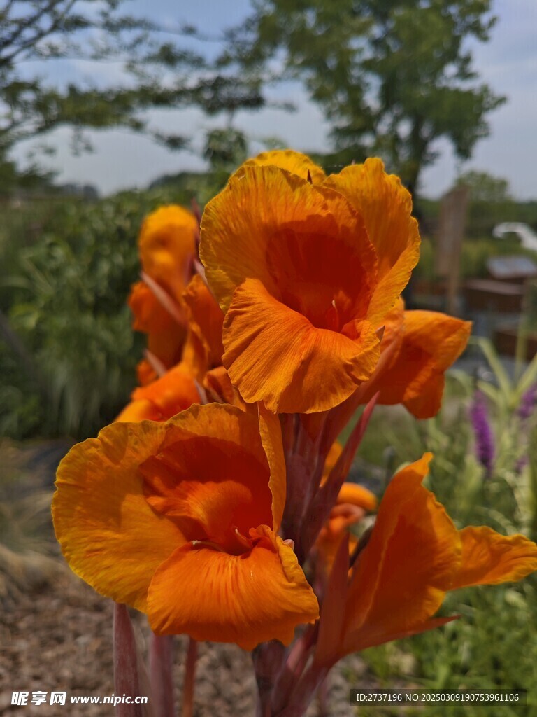美人蕉