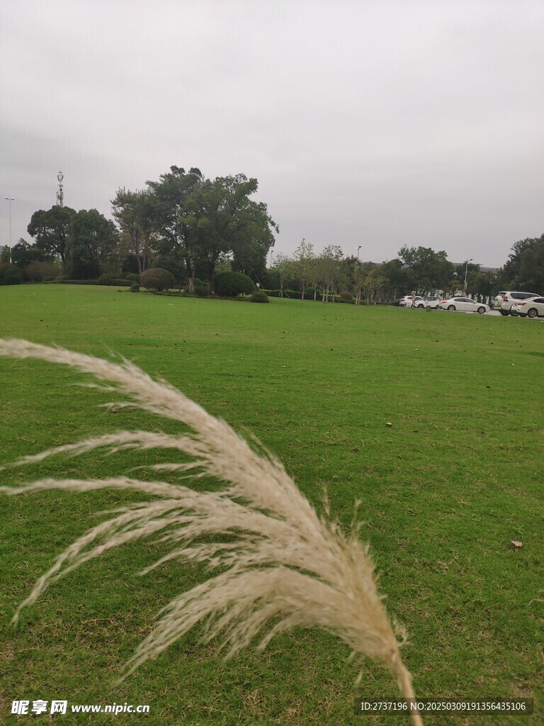 草坪