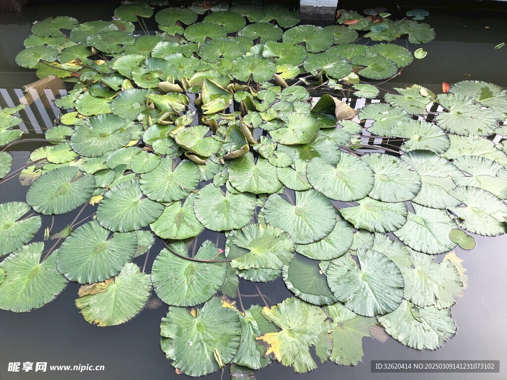 荷花 荷叶