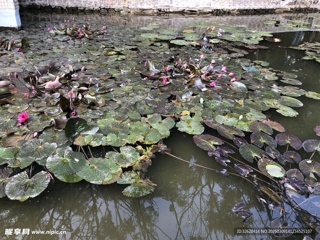 荷花 荷叶