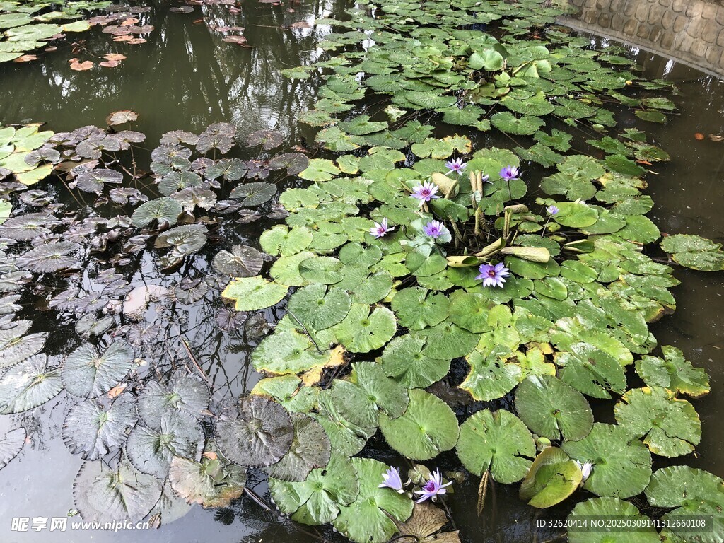 荷花 荷叶