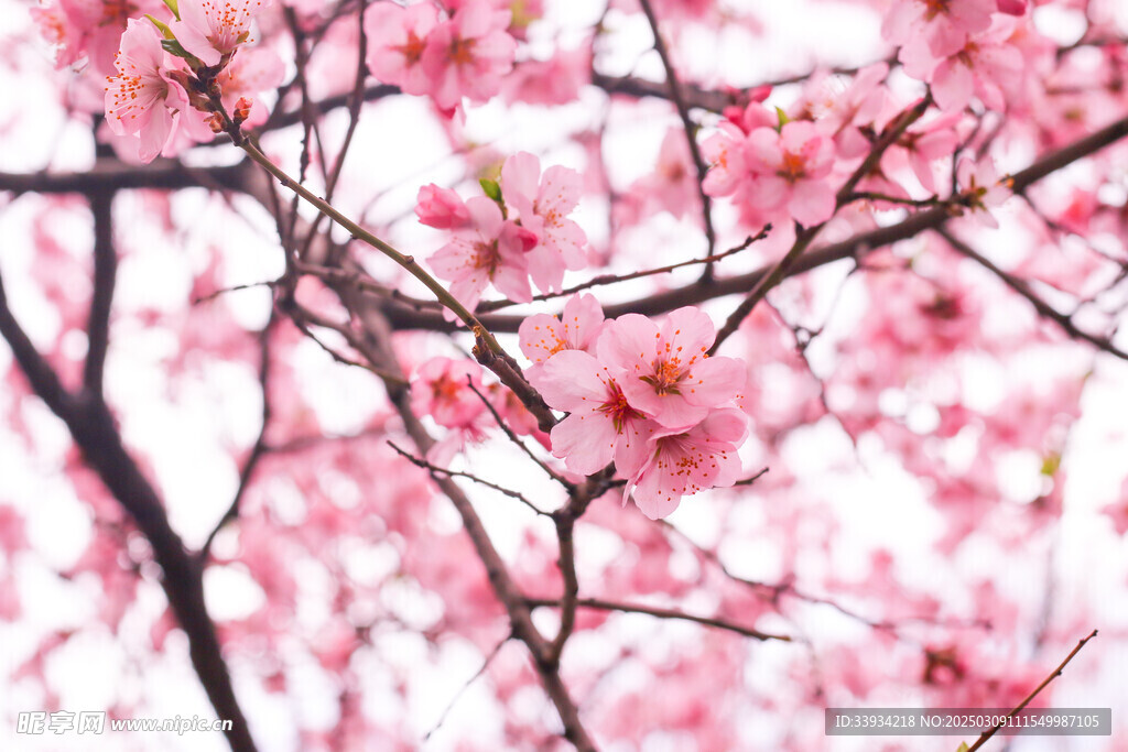 樱花