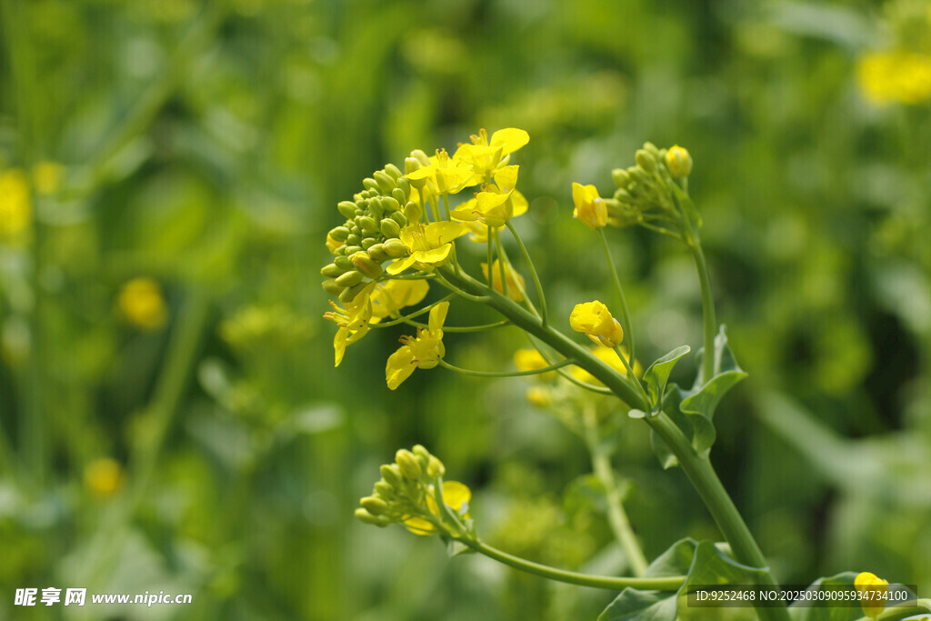 油菜 