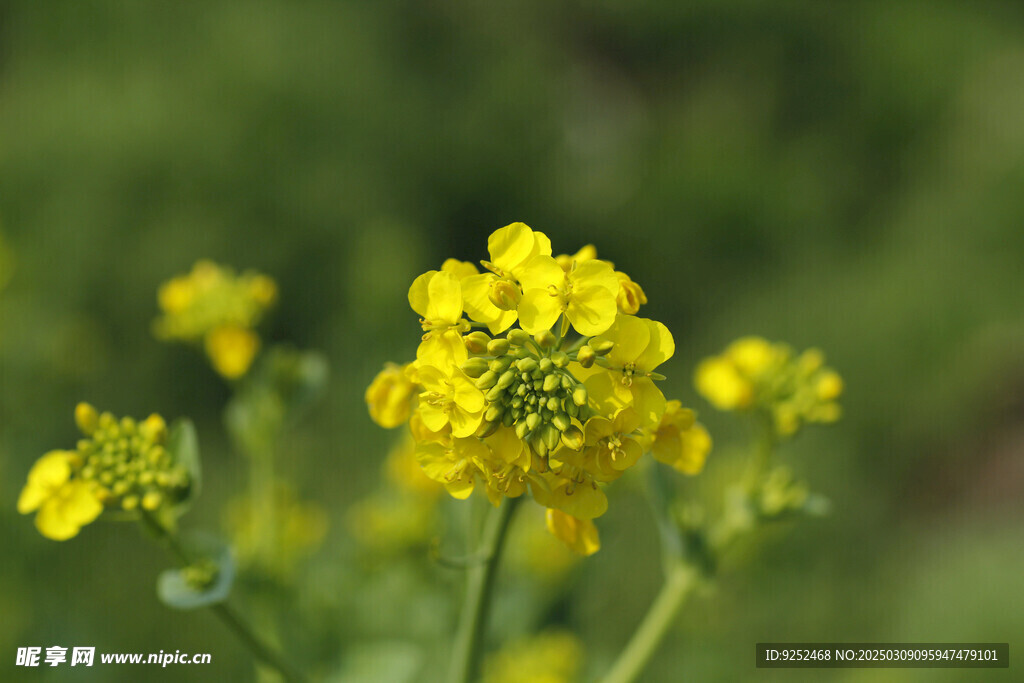 油菜花