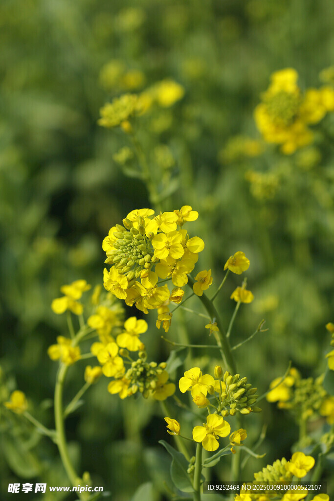油菜