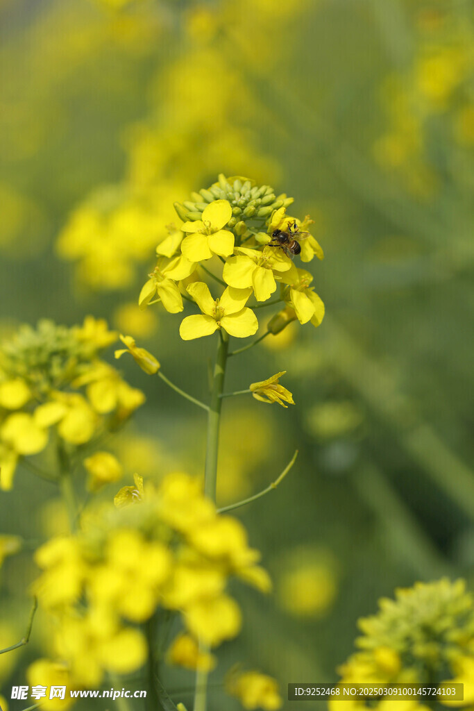 油菜 