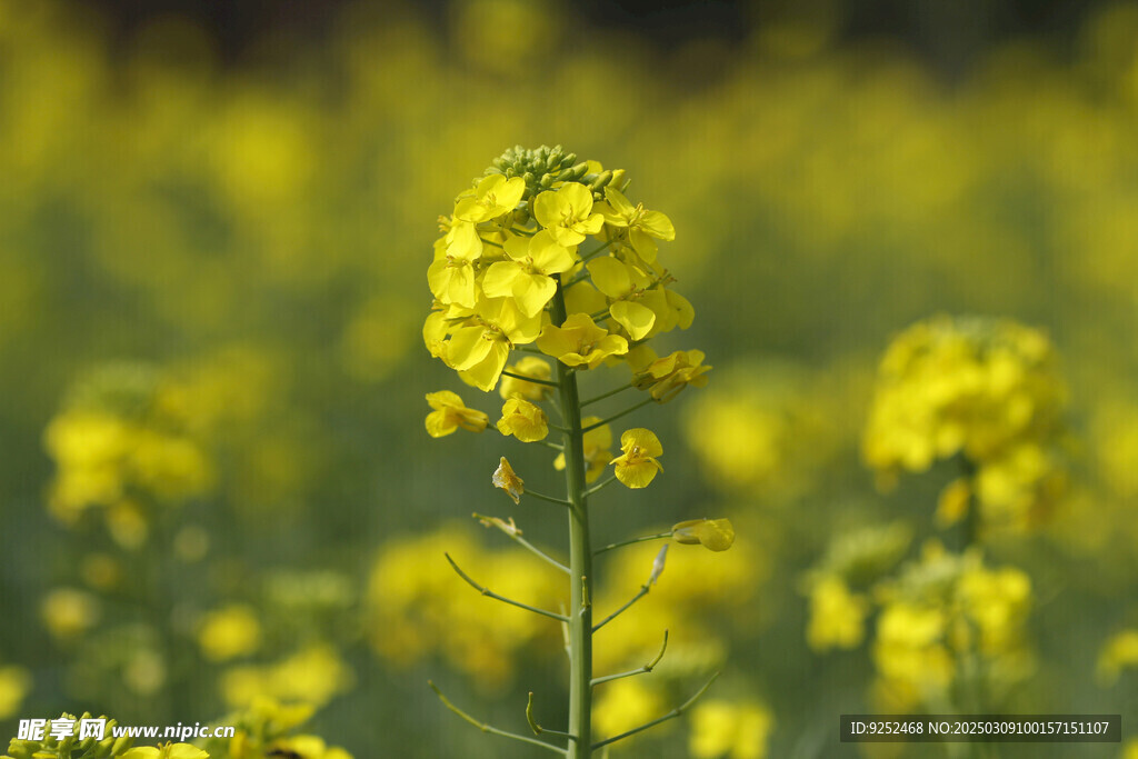 菜花