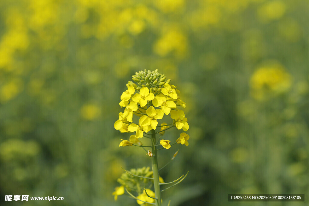 油菜花 