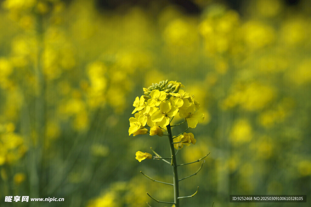 菜花 
