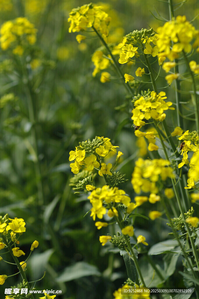 油菜花 