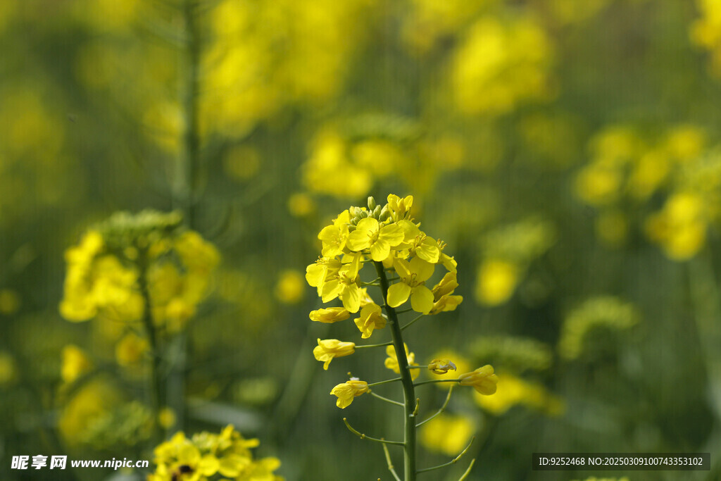 油麻菜籽