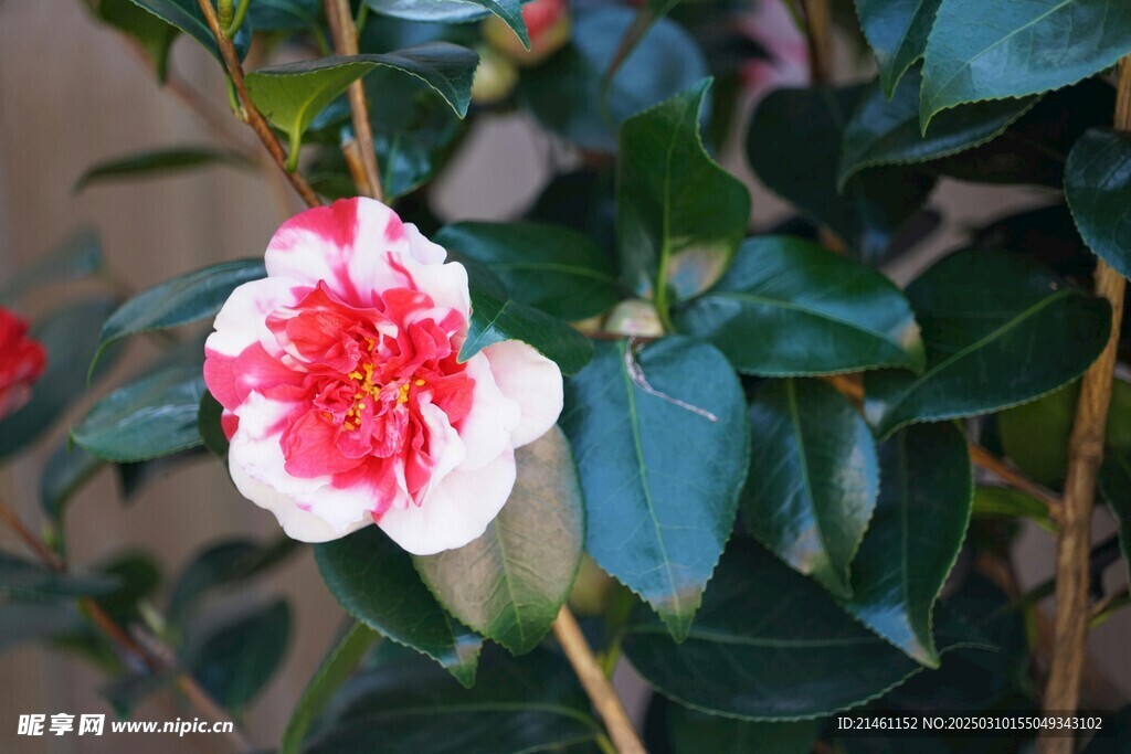 山茶花