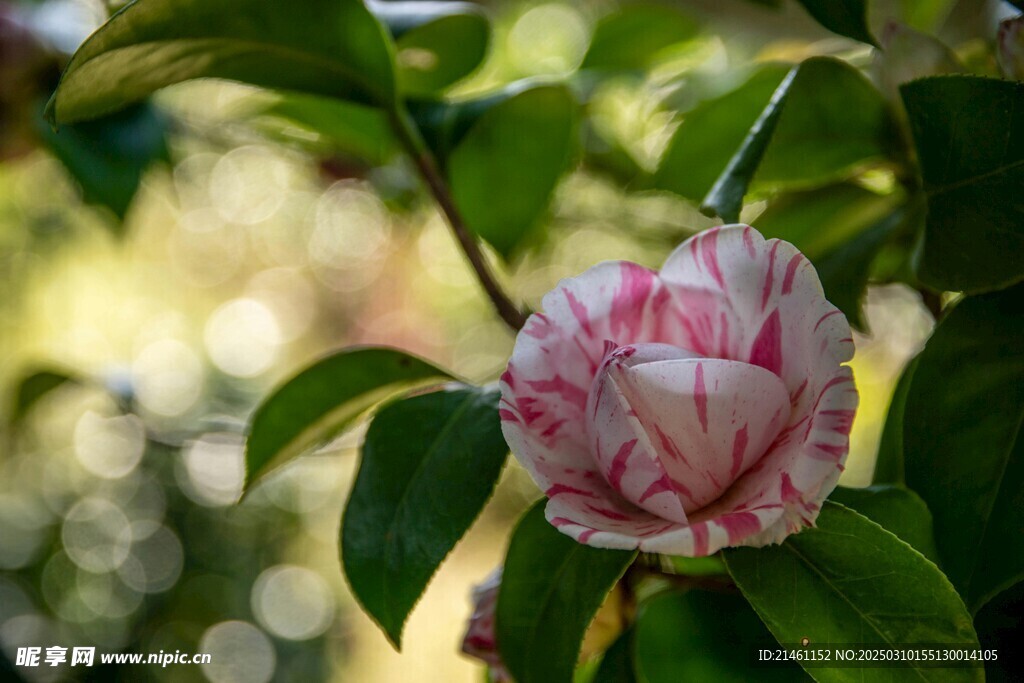 山茶花