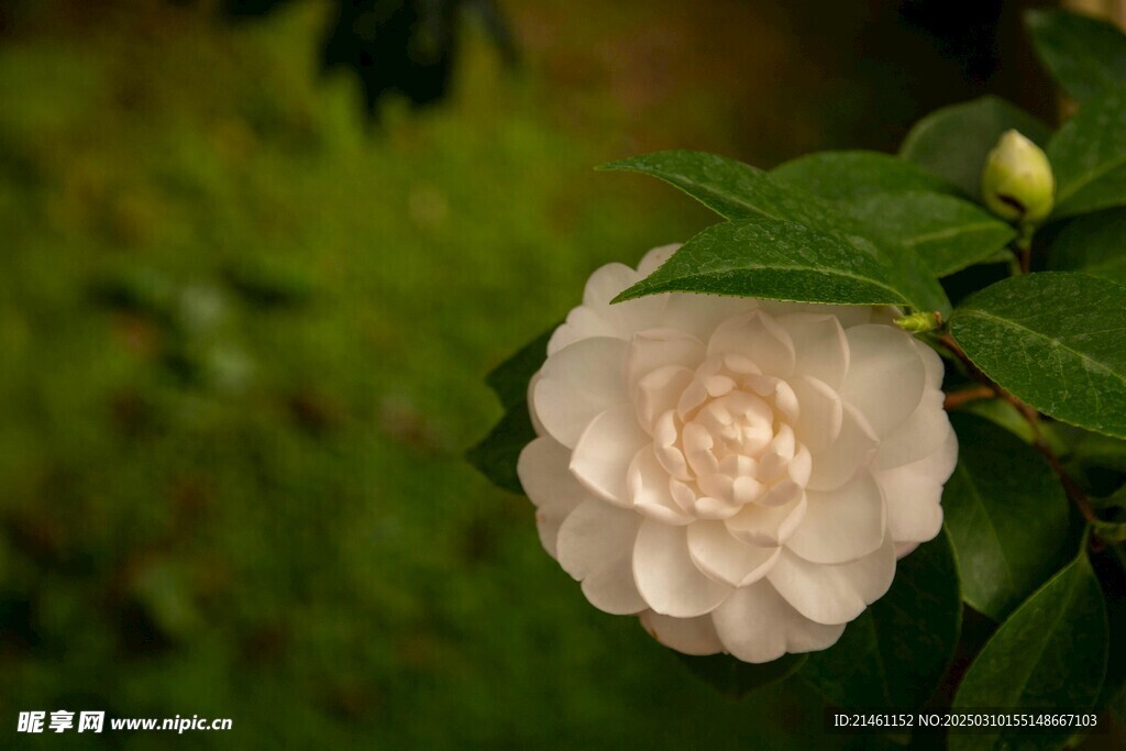 山茶花