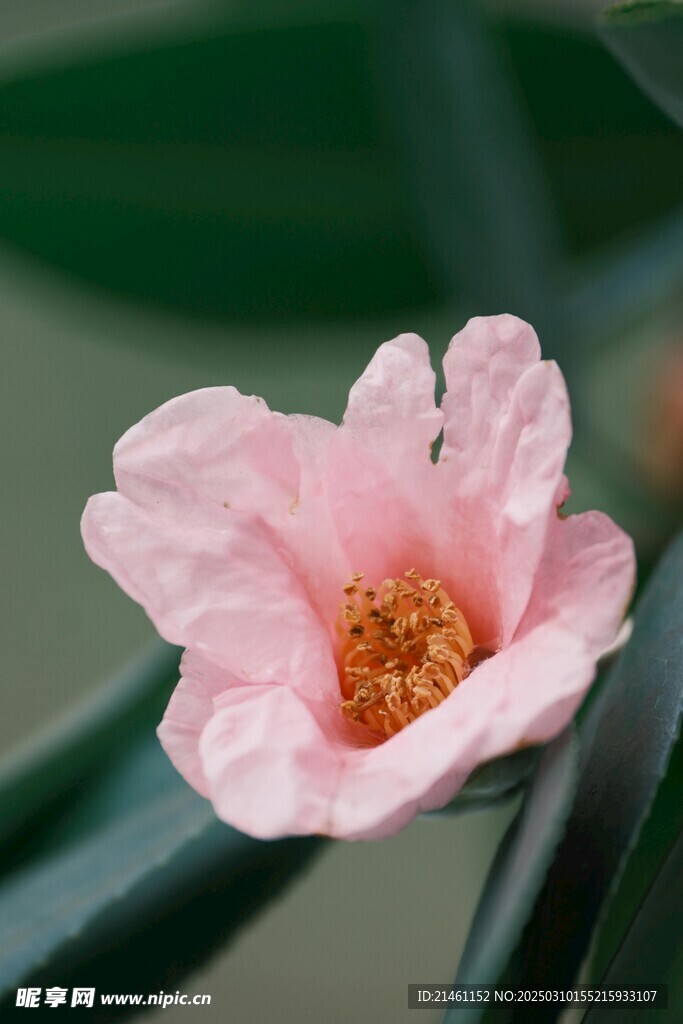 山茶花