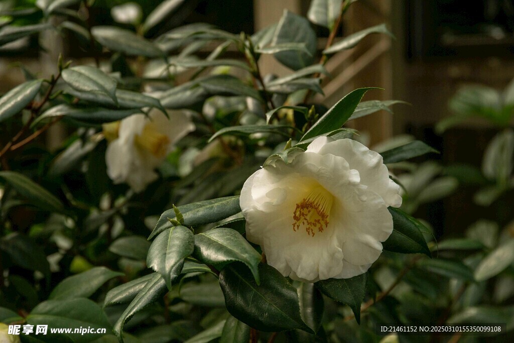 山茶花