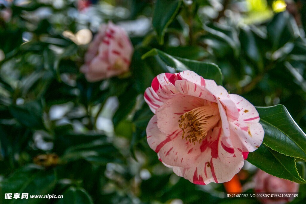 山茶花