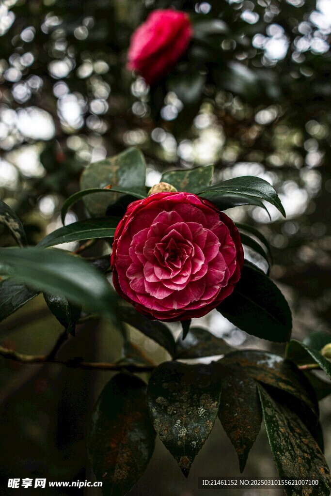 山茶花