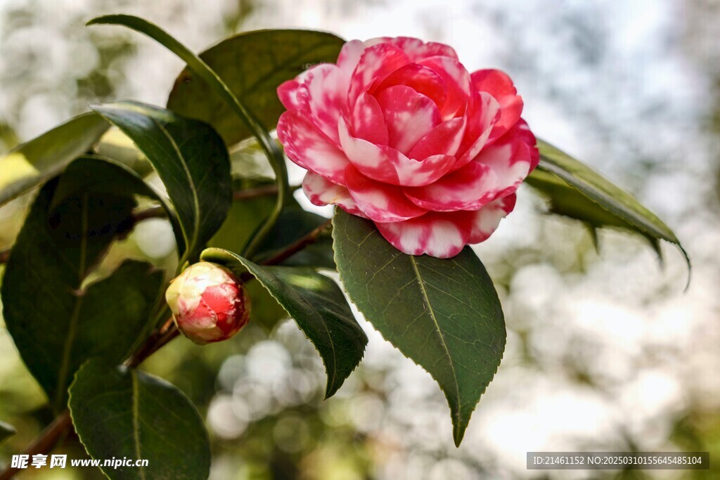 山茶花