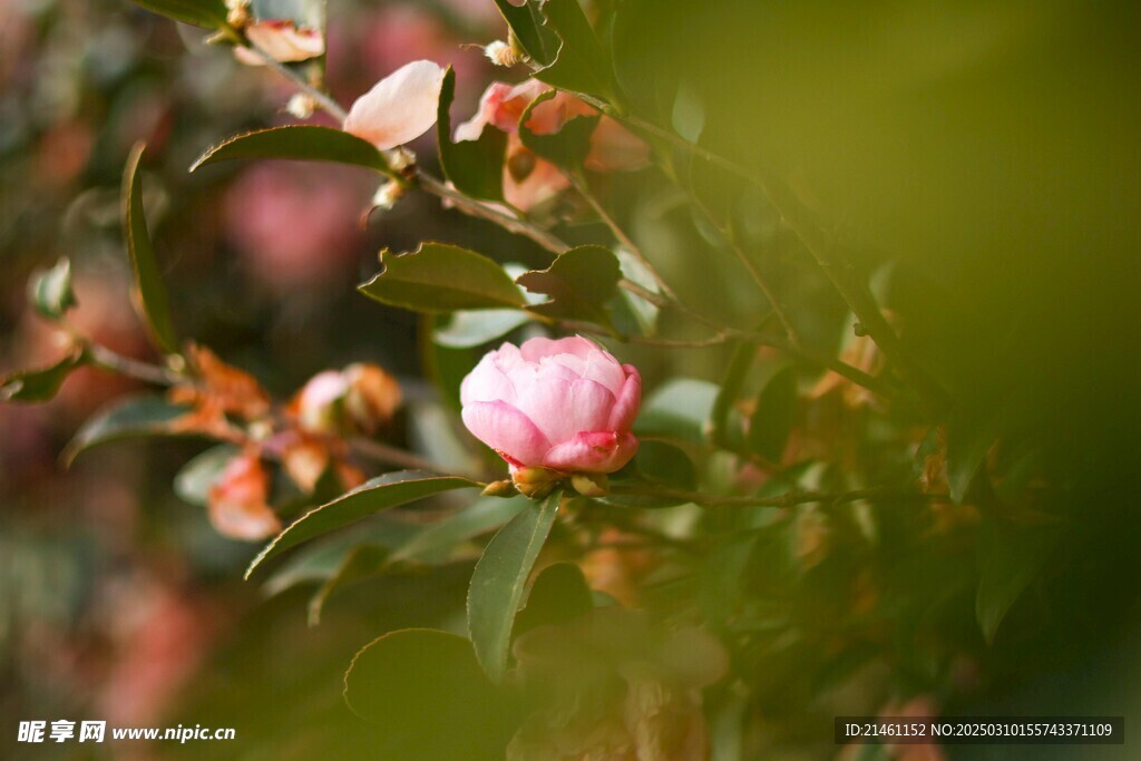 山茶花