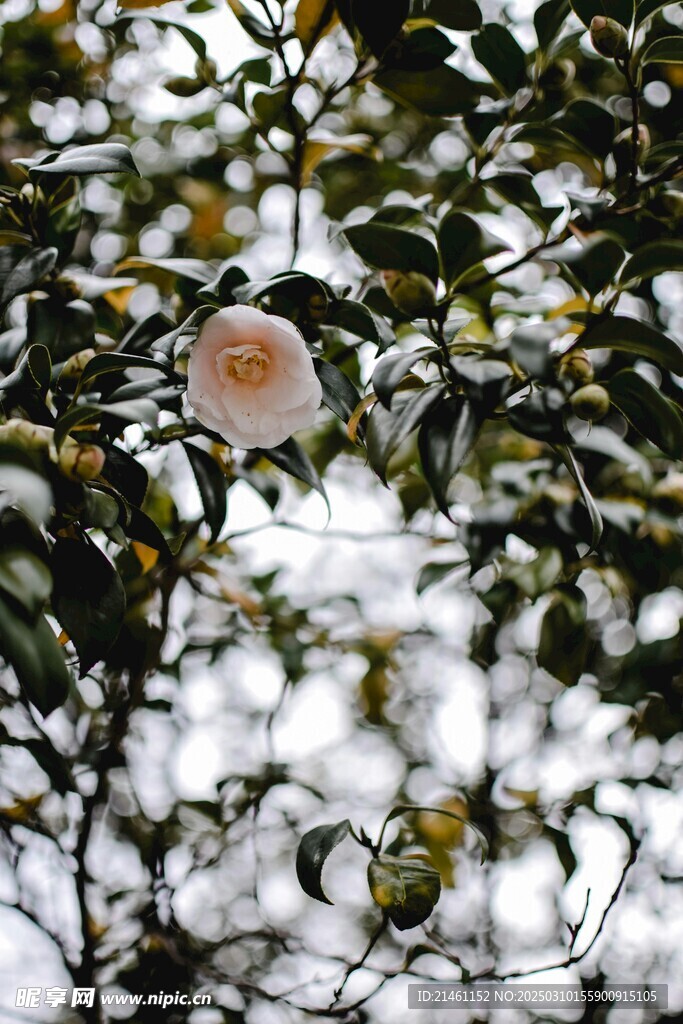 山茶花