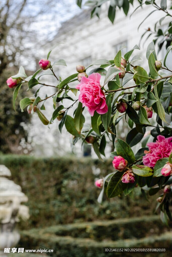 山茶花