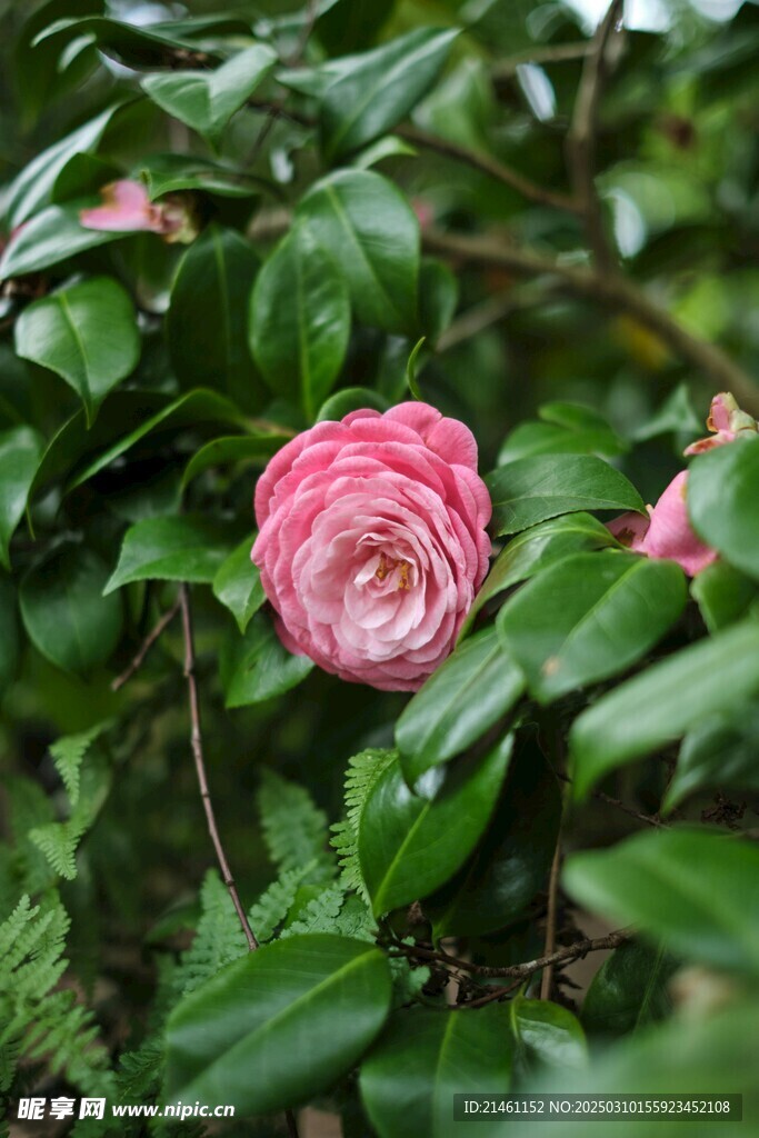 山茶花