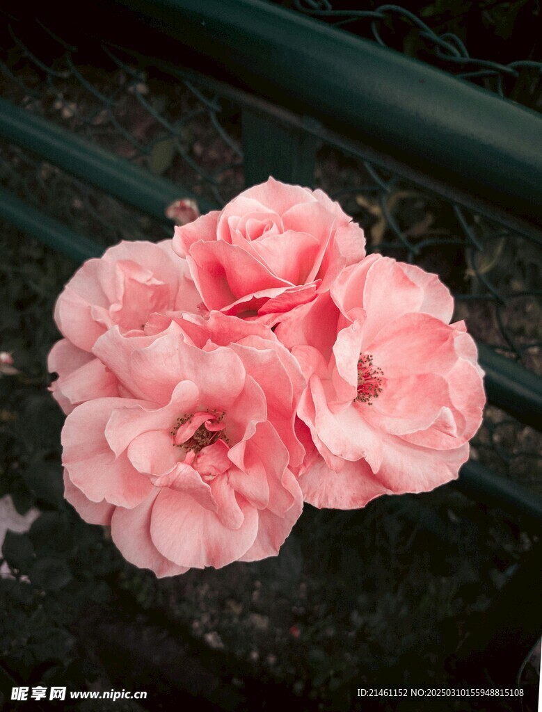 山茶花