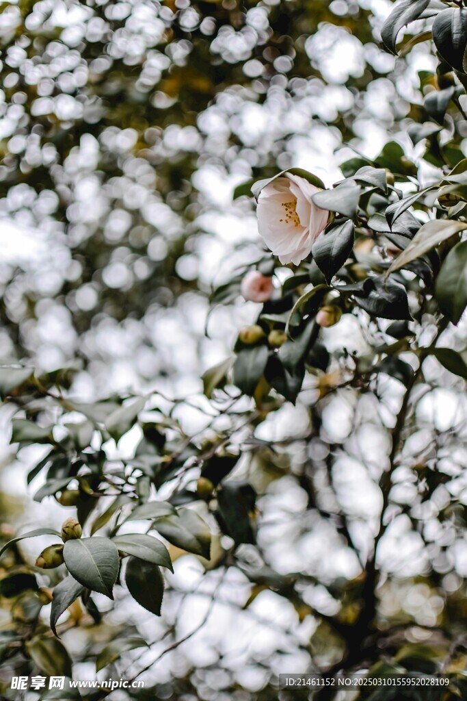 山茶花