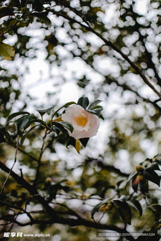 山茶花