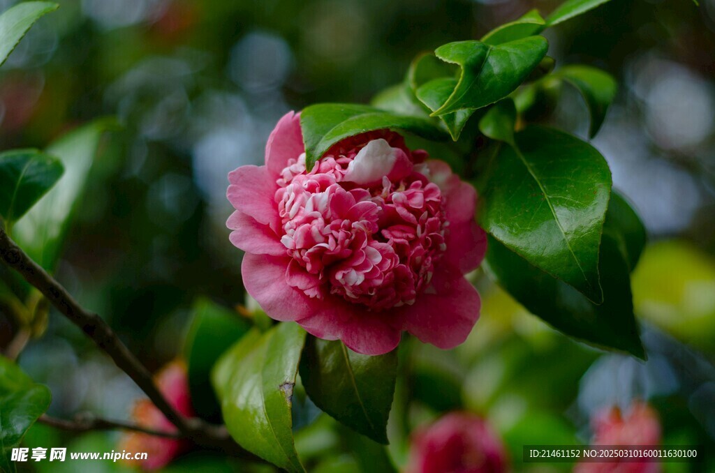 山茶花