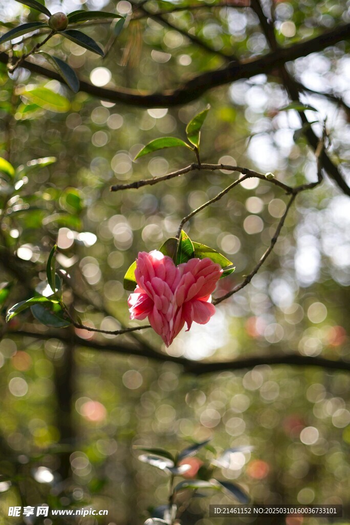 山茶花