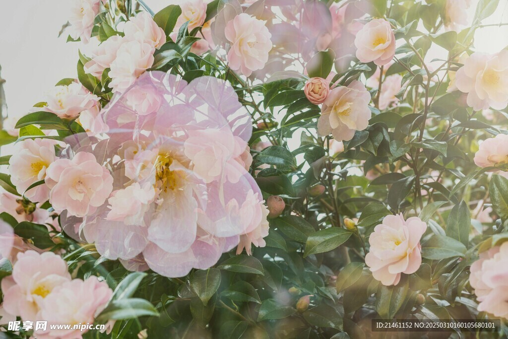 山茶花