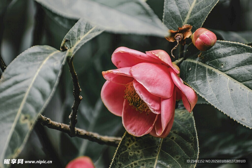 山茶花