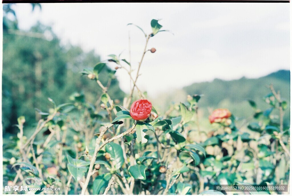 山茶花