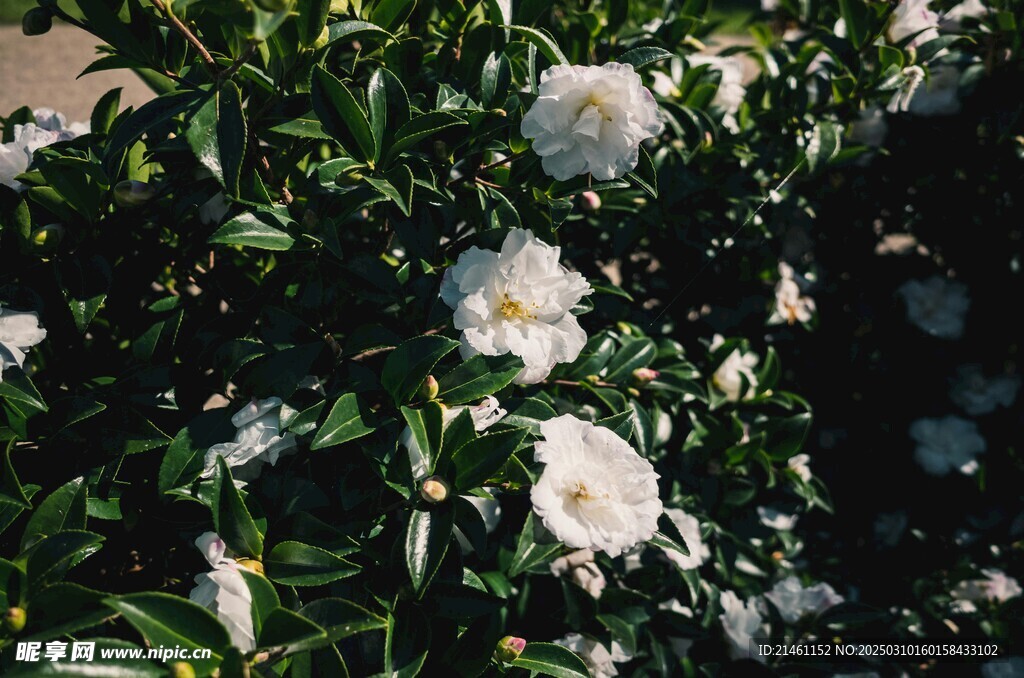 山茶花