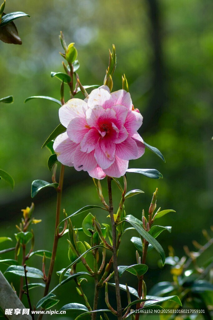 山茶花