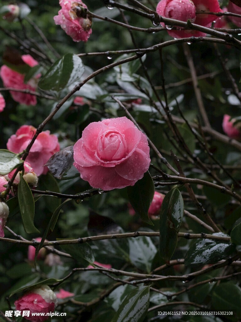 山茶花